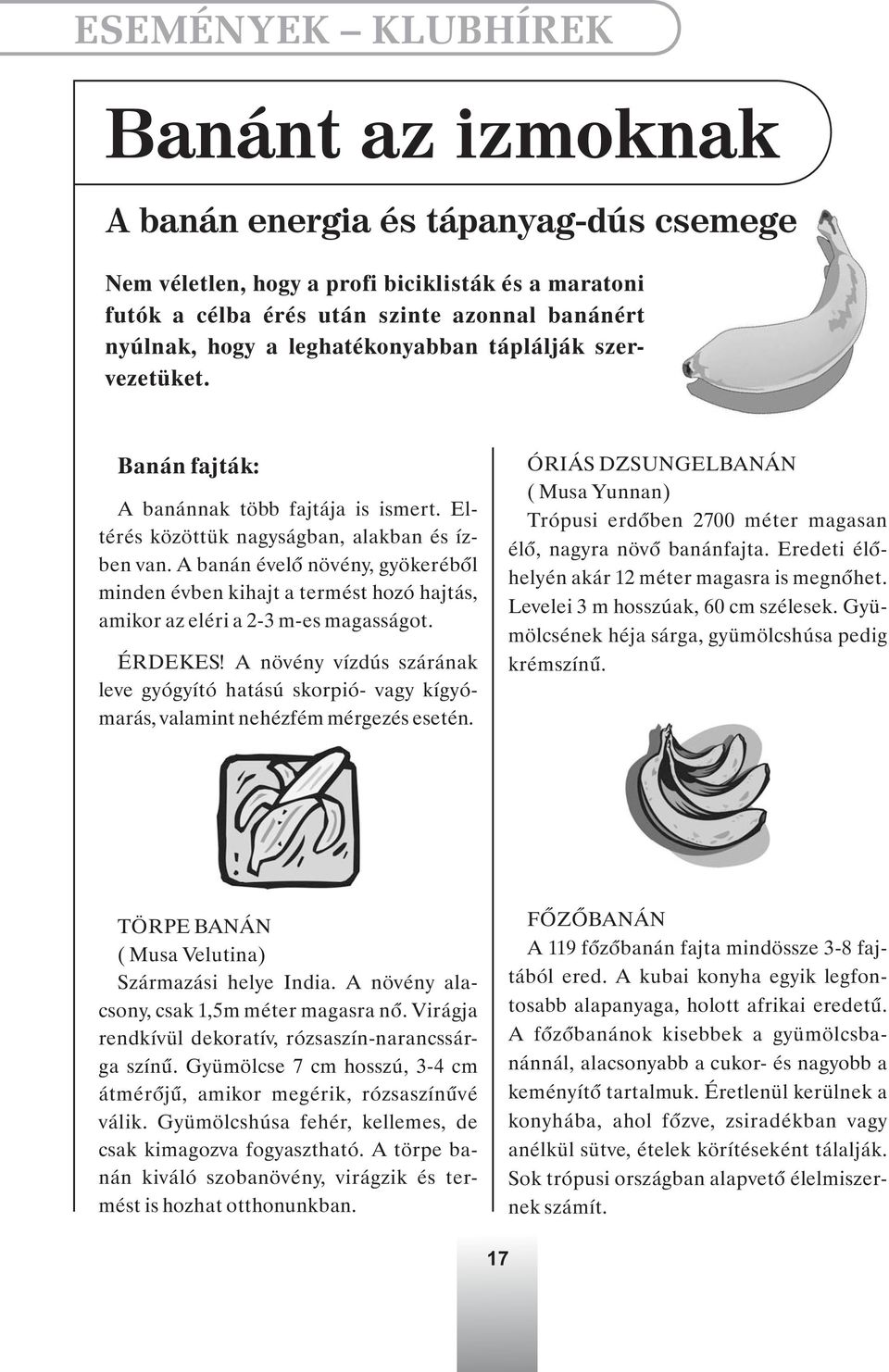 A banán évelõ növény, gyökerébõl minden évben kihajt a termést hozó hajtás, amikor az eléri a 2-3 m-es magasságot. ÉRDEKES!