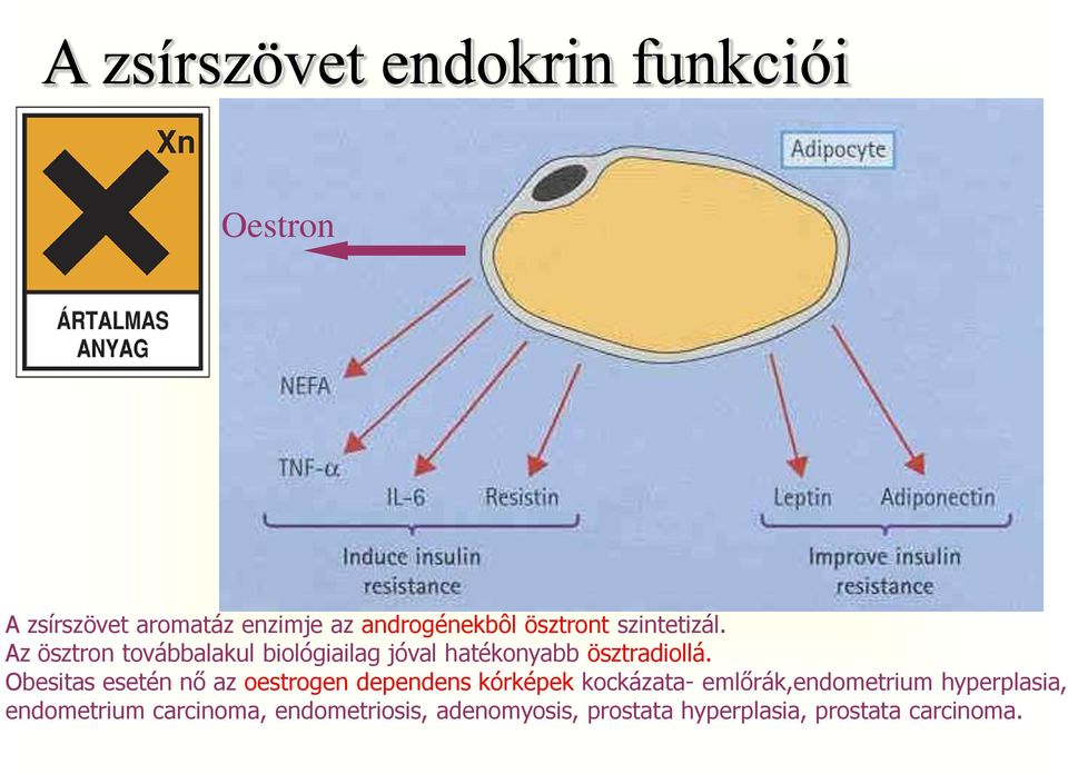 Obesitas esetén nő az oestrogen dependens kórképek kockázata- emlőrák,endometrium