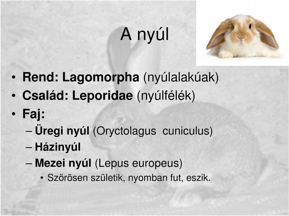 (Oryctolagus cuniculus) Házinyúl Mezei nyúl