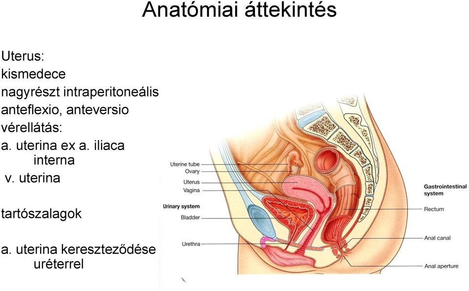 vérellátás: a. uterina ex a. iliaca interna v.