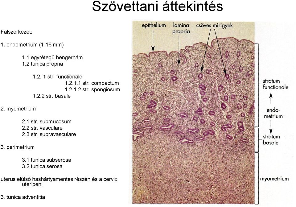 spongiosum 1.2.2 str. basale 2.1 str. submucosum 2.2 str. vasculare 2.3 str. supravasculare 3.