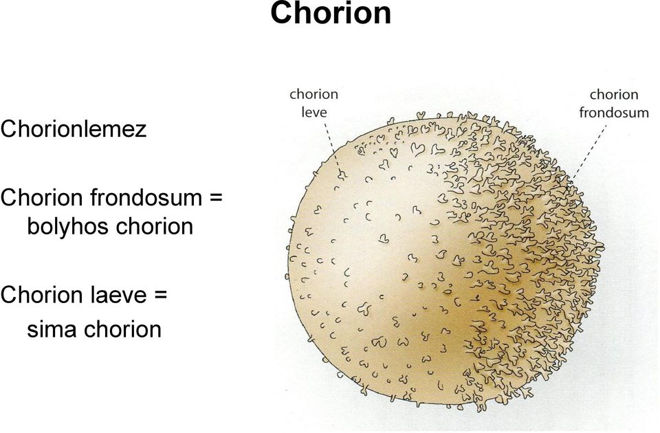 bolyhos chorion