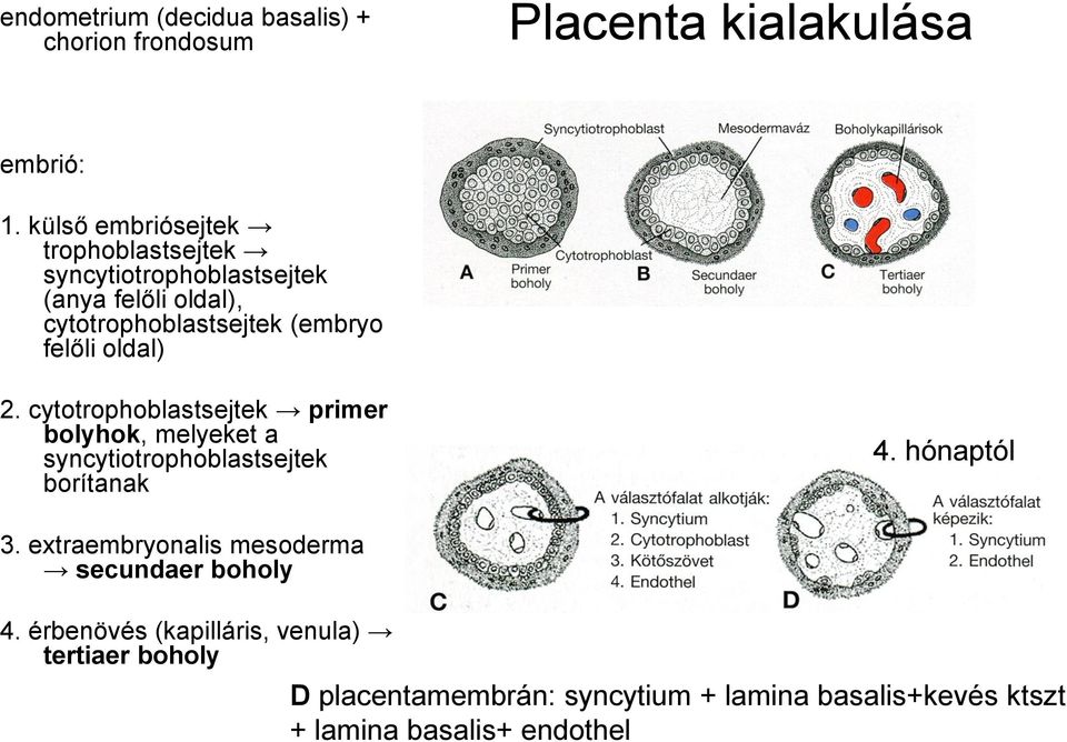 oldal) 2. cytotrophoblastsejtek primer bolyhok, melyeket a syncytiotrophoblastsejtek borítanak 4. hónaptól 3.