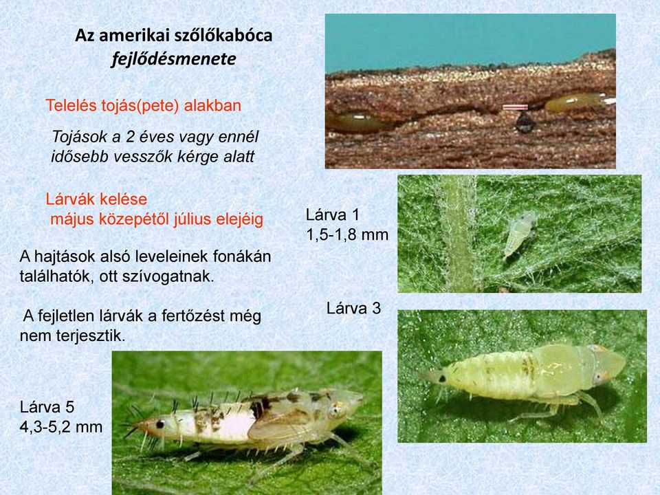 elejéig Lárva 1 1,5-1,8 mm A hajtások alsó leveleinek fonákán találhatók, ott