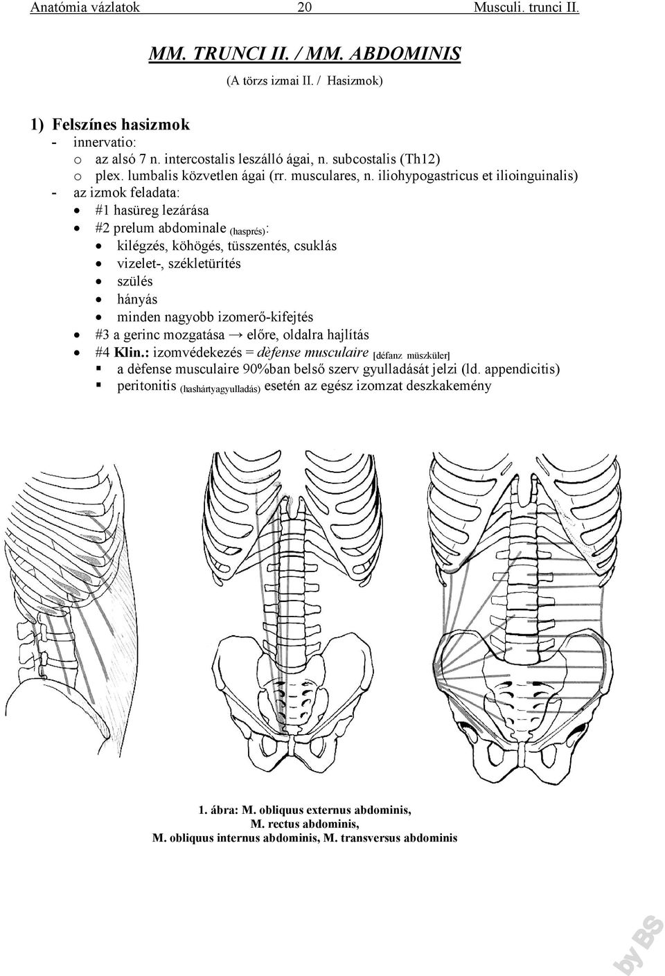 iliohypogastricus et ilioinguinalis) - az izmok feladata: #1 hasüreg lezárása #2 prelum abdominale (hasprés) : kilégzés, köhögés, tüsszentés, csuklás vizelet-, székletürítés szülés hányás minden