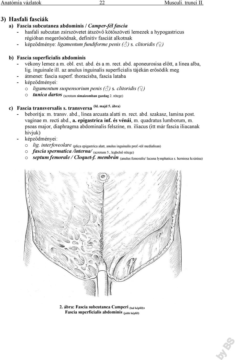 inguinale ill. az anulus inguinalis superficialis tájékán erősödik meg - átmenet: fascia superf. thoracisba, fascia lataba - képződményei: o ligamentum suspensorium penis ( ) s.