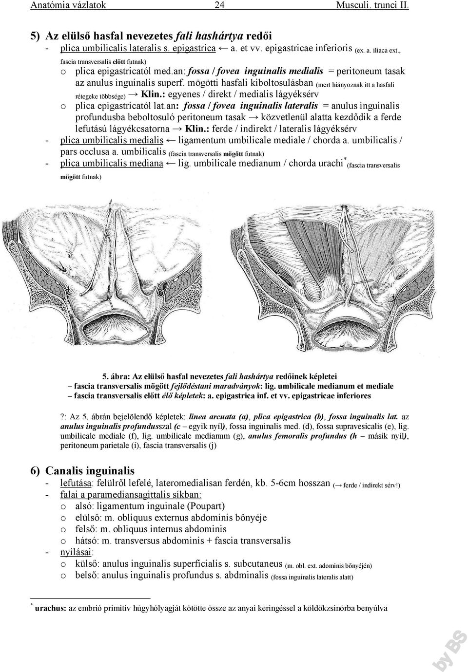 mögötti hasfali kiboltosulásban (mert hiányoznak itt a hasfali rétegeke többsége) Klin.: egyenes / direkt / medialis lágyéksérv o plica epigastricatól lat.