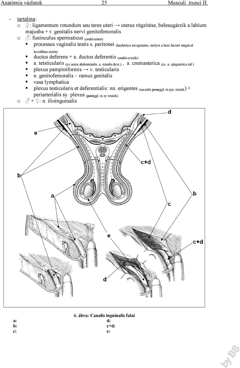 peritonei (hashártya invaginatio, melyet a here húzott magával leszállása során) ductus deferens + a. ductus deferentis (ondóvezeték) a. tetsticularis (ex aorta abdominalis, a. renalis dext.), a.