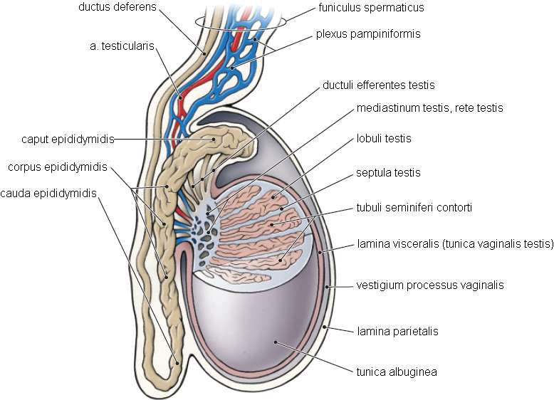 Vas deferens sperm blockage