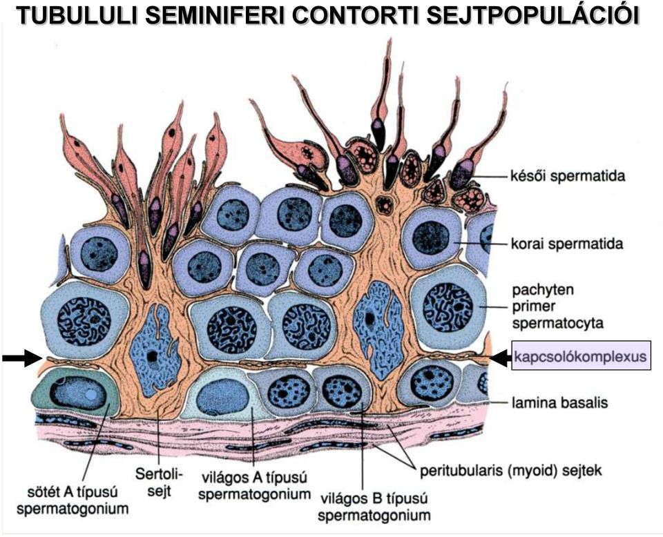 CONTORTI