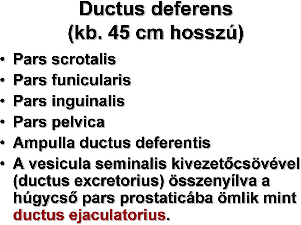Pars pelvica Ampulla ductus deferentis A vesicula seminalis
