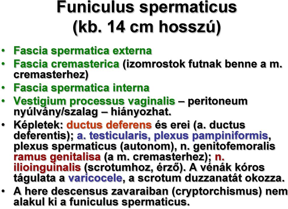 ductus deferentis); a. testicularis, plexus pampiniformis, plexus spermaticus (autonom), n. genitofemoralis ramus genitalisa (a m. cremasterhez); n.