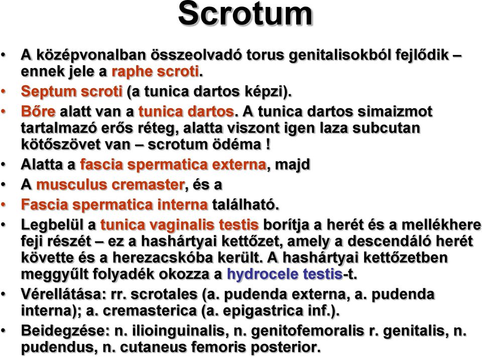 Alatta a fascia spermatica externa, majd A musculus cremaster, és a Fascia spermatica interna található.