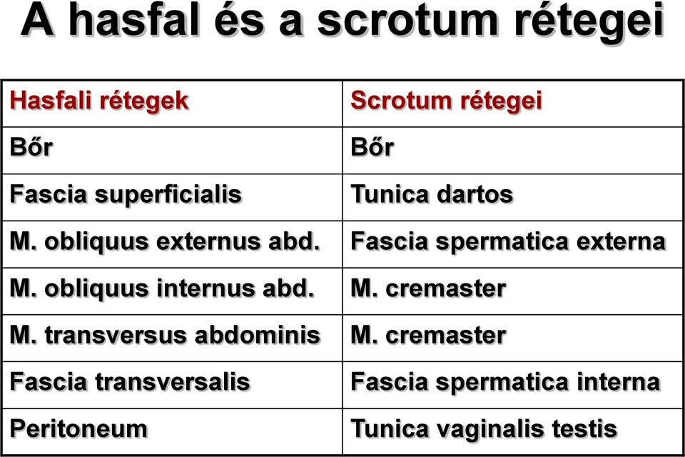 Fascia spermatica externa M. obliquus internus abd. M. cremaster M.