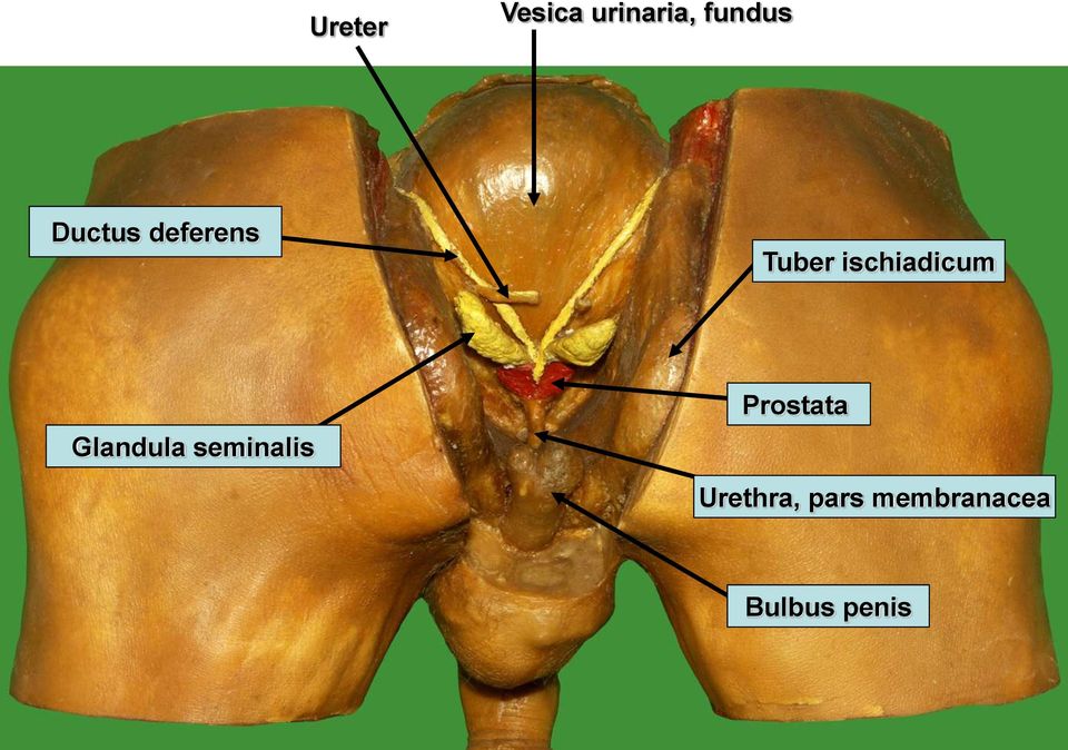 ischiadicum Glandula seminalis