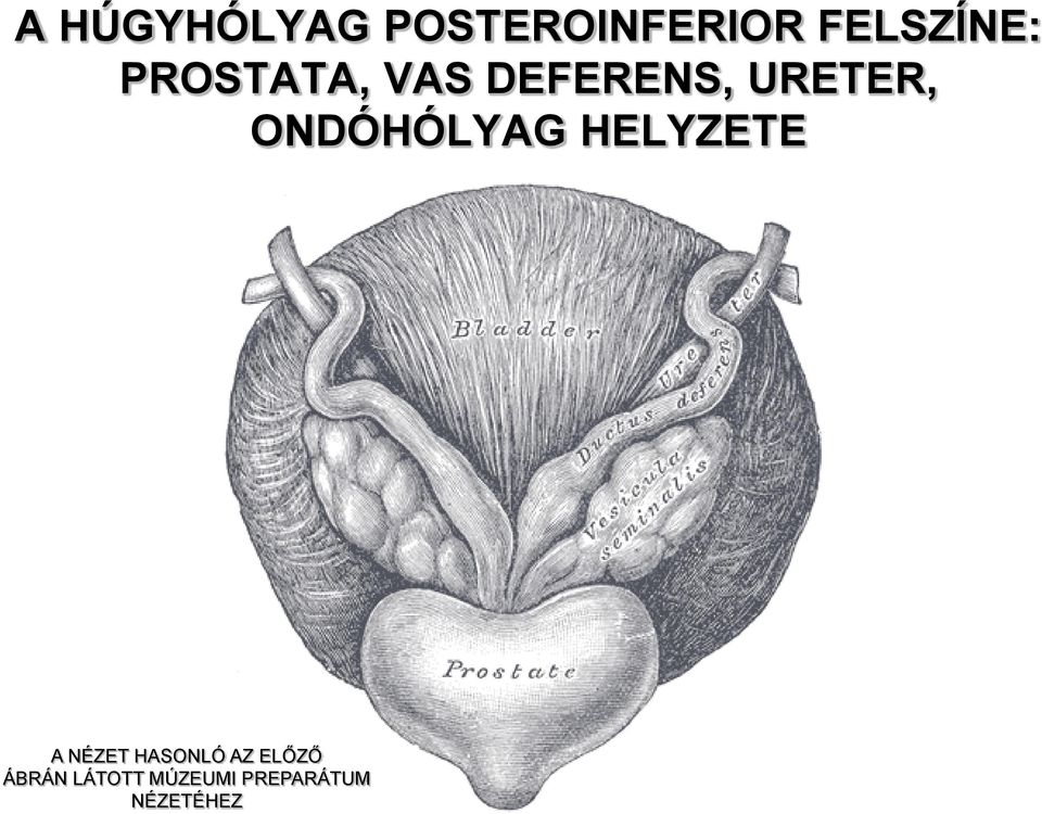 ONDÓHÓLYAG HELYZETE A NÉZET HASONLÓ AZ