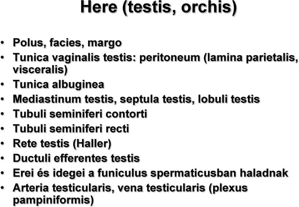 seminiferi contorti Tubuli seminiferi recti Rete testis (Haller) Ductuli efferentes testis Erei