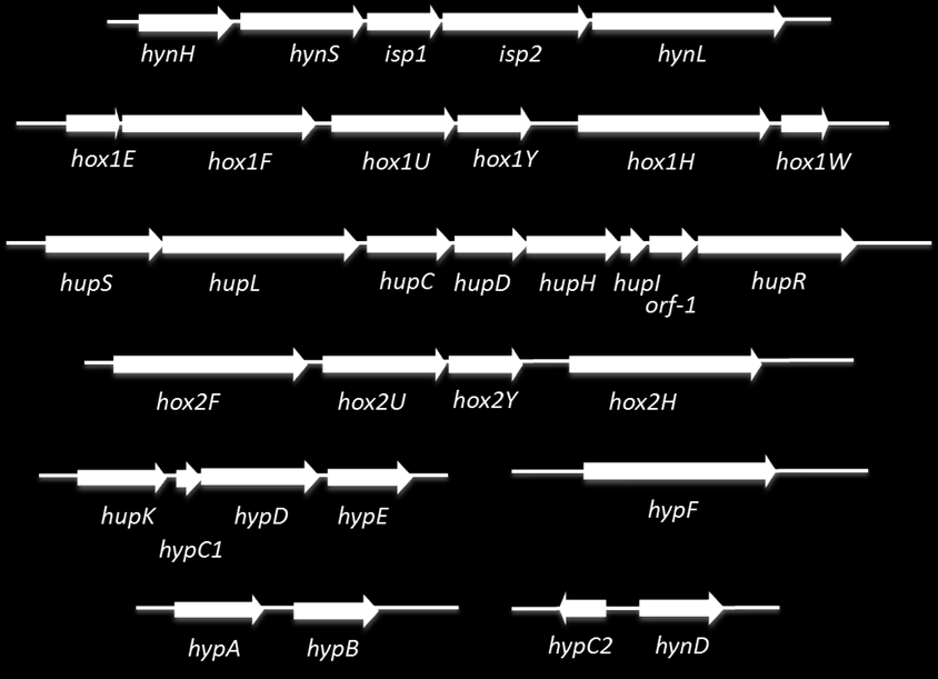 azonosítani öt kisegítő gént: a hupdhi-t a HupSL géncsoport közelében, amelyeket szekvenciahomológia alapján azonosítottak (Colbeau 1994), a hynh-t a Hyn operon első tagjaként és a Hox1 génektől 3'
