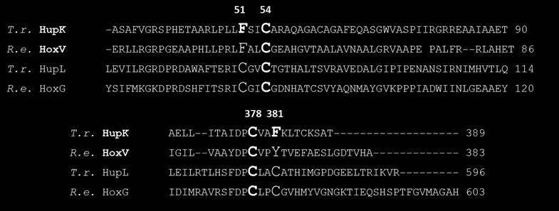centrumának koordinálásában (Volbeda 1995). Ezek az aminosavak egy-egy CXXC motívumban helyezkednek el a C- és az N-terminális közelében. A T. roseopersicina Hup hidrogenázának, valamint a R.