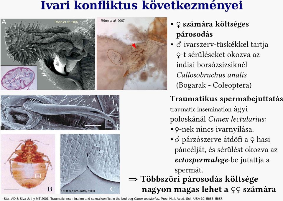 Traumatikus spermabejuttatás traumatic insemination ágyi poloskánál Cimex lectularius: -nek nincs ivarnyílása.