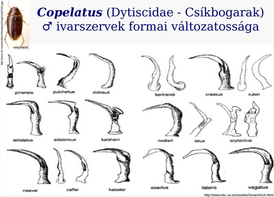 jpg Copelatus (Dytiscidae - Csíkbogarak)