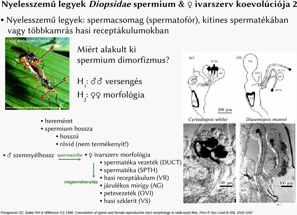 ) szemnyélhossz Cyrtodiopsis whitei Diasemopsis munroi Cyrtiodiopsis whitei Diopsis munroi ivarszerv morfológia spermatéka vezeték (DUCT) spermatéka (SPTH) hasi receptákulum (VR)