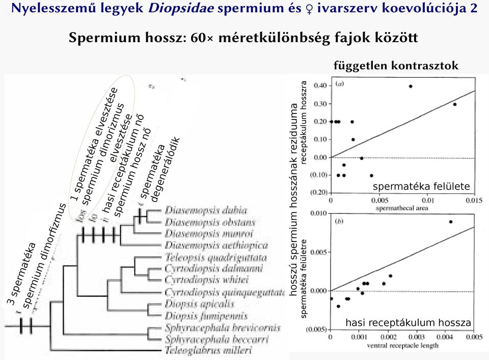 reziduuma per ma spe t ék a rmi um di m o 3s Nyelesszemű legyek Diopsidae spermium és ivarszerv koevolúciója 2