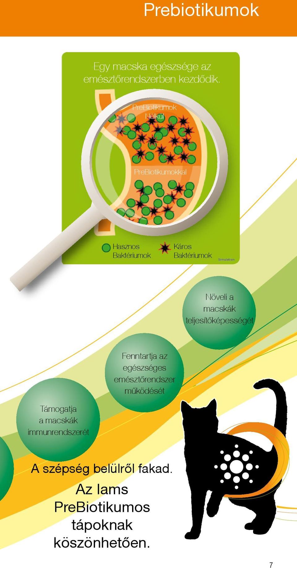 PreBiotikumok Nélkül PreBiotikumokkal Hasznos Baktériumok Káros Baktériumok Növeli a macskák