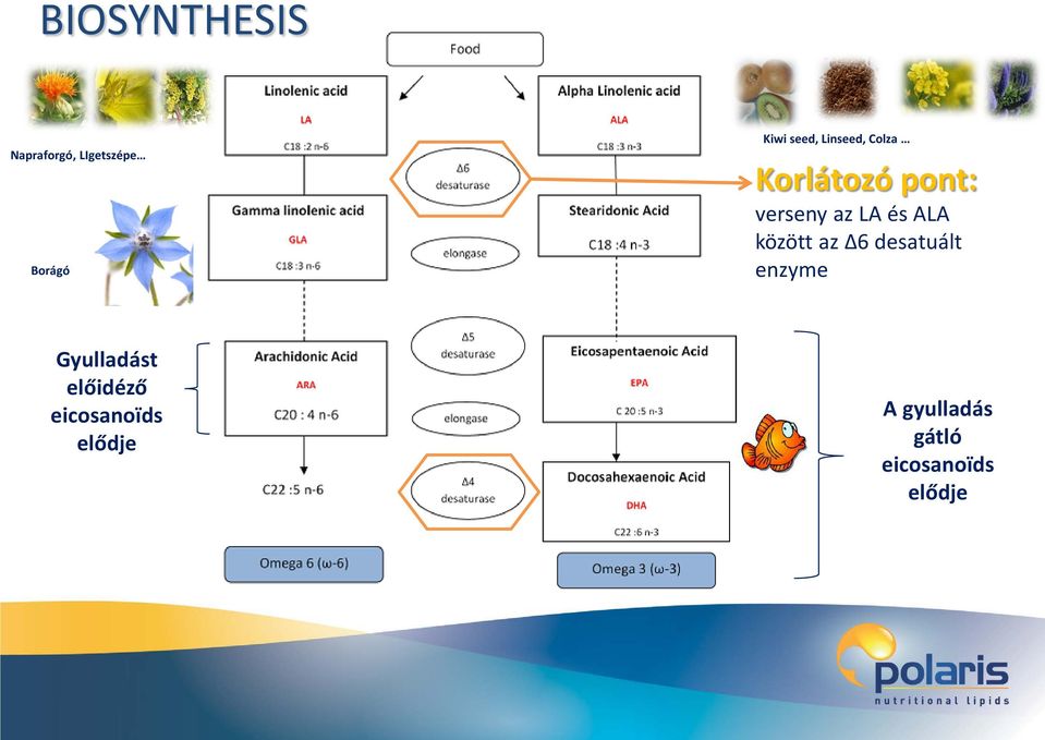 és ALA között az Δ6 desatuált enzyme Gyulladást