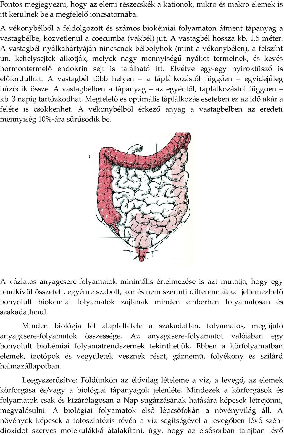 A vastagbél nyálkahártyáján nincsenek bélbolyhok (mint a vékonybélen), a felszínt un.