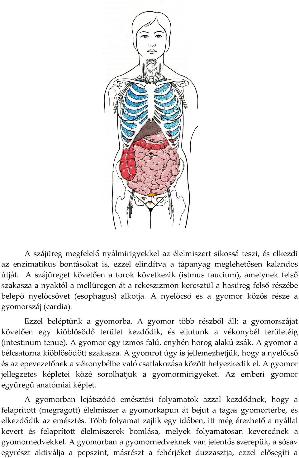 A nyelőcső és a gyomor közös része a gyomorszáj (cardia). Ezzel beléptünk a gyomorba.