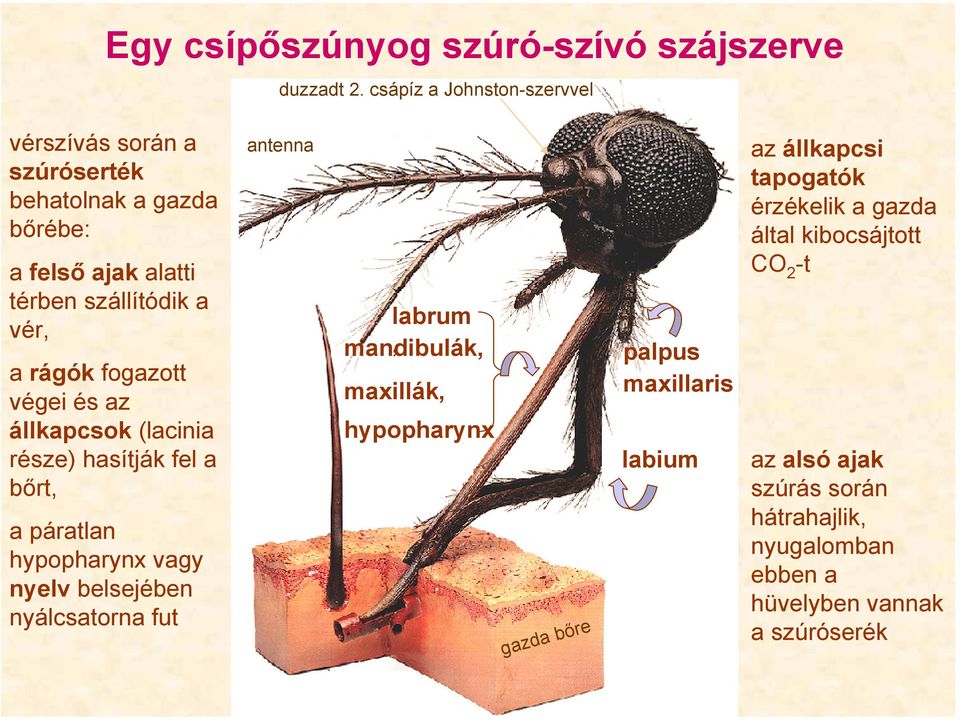 fogazott végei és az állkapcsok (lacinia része) hasítják fel a bőrt, a páratlan hypopharynx vagy nyelv belsejében nyálcsatorna fut antenna