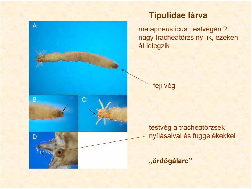 ezeken át lélegzik feji vég testvég a