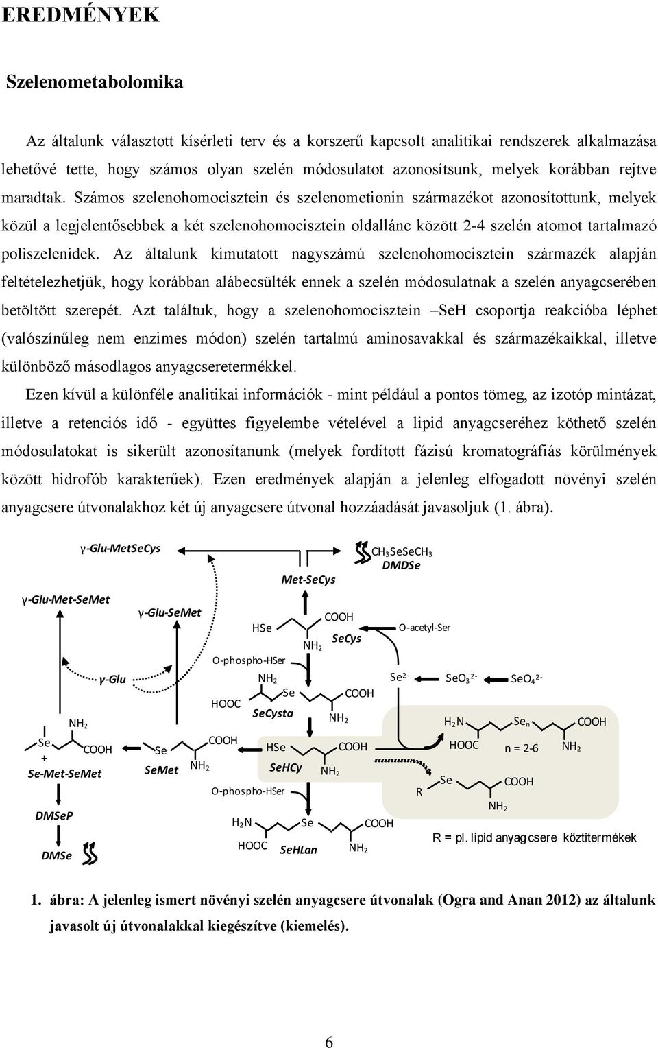 Számos szelenohomocisztein és szelenometionin származékot azonosítottunk, melyek közül a legjelentősebbek a két szelenohomocisztein oldallánc között 2-4 szelén atomot tartalmazó poliszelenidek.