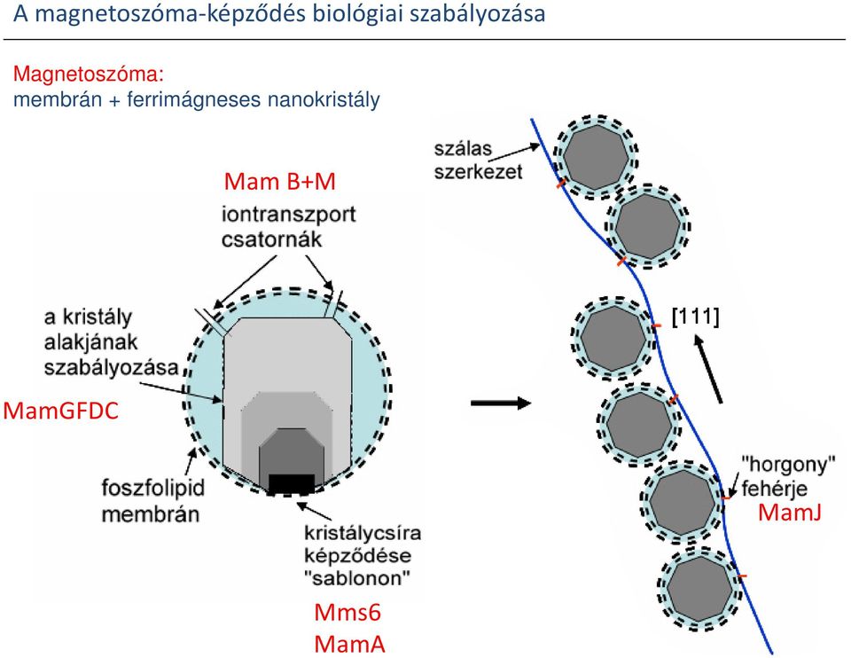 Magnetoszóma: membrán +