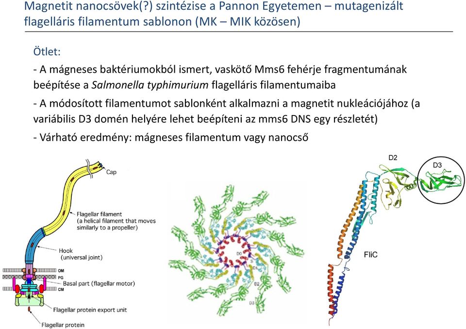 baktériumokból ismert, vaskötő Mms6 fehérje fragmentumának beépítése a Salmonella typhimurium flagelláris