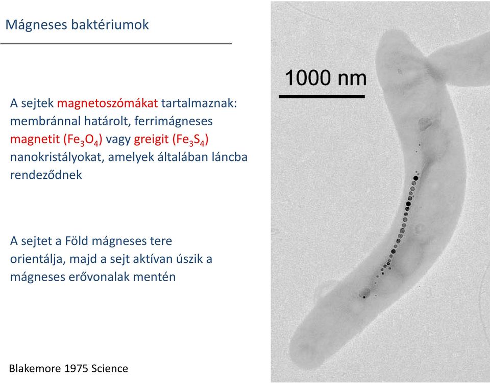 nanokristályokat, amelyek általában láncba rendeződnek A sejtet a Föld