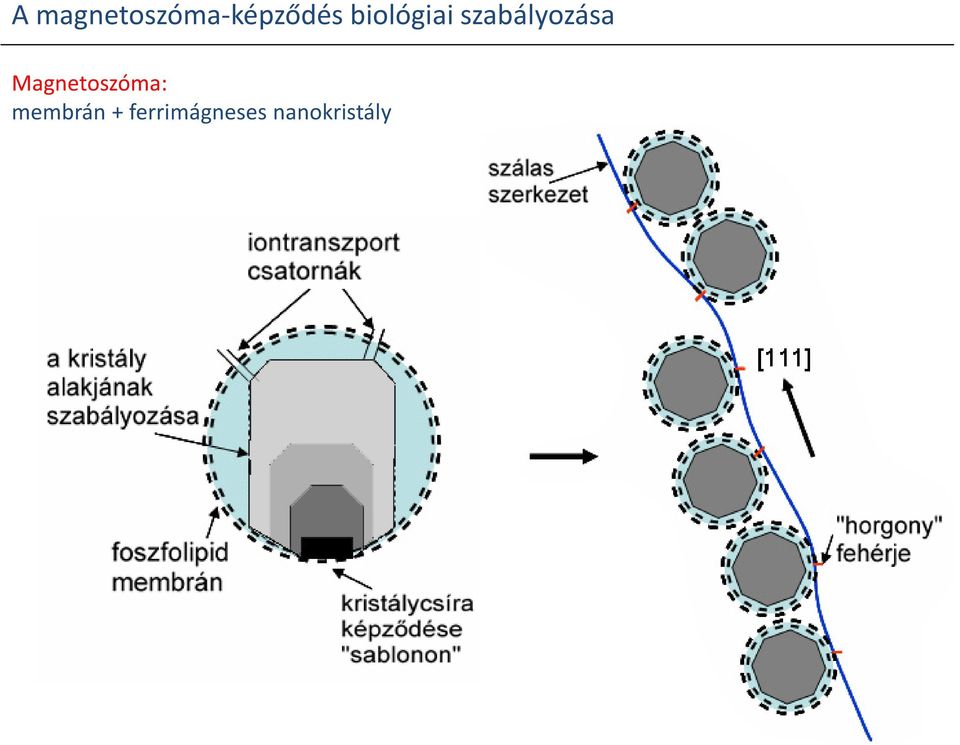 Magnetoszóma: membrán +