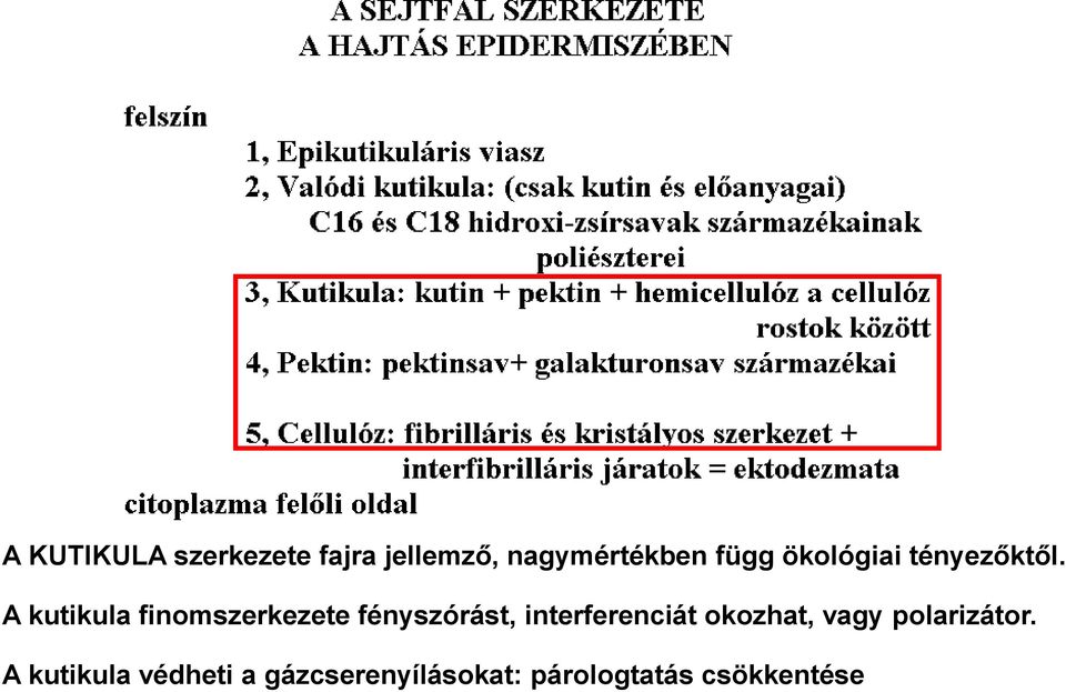 A kutikula finomszerkezete fényszórást, interferenciát