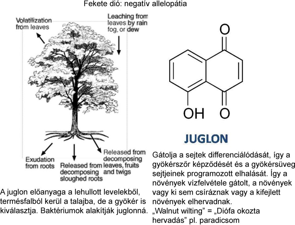 Gátolja a sejtek differenciálódását, így a gyökérszőr képződését és a gyökérsüveg sejtjeinek programozott