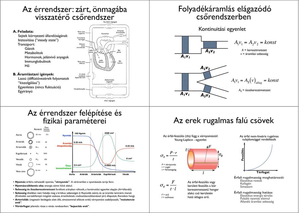 Áramlástani igények: Lassú (diffúzióvezérelt folyamatok kiszolgálása ) Egyenletes (nincs fluktuáció) Egyirányú Vena cava superior Coronaria keringés Ostium sinus coronariae Vena cava inferior A vénás