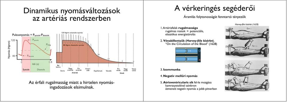 On the Circulation of the Blood (1628) Harvey-féle kísérlet (1628) Systole Idő (s) Diastole Bal kamra Aorta Nagy Kis artériák artériák Artériák Arteriolák Kapillárisok Venulák Az érfali rugalmasság