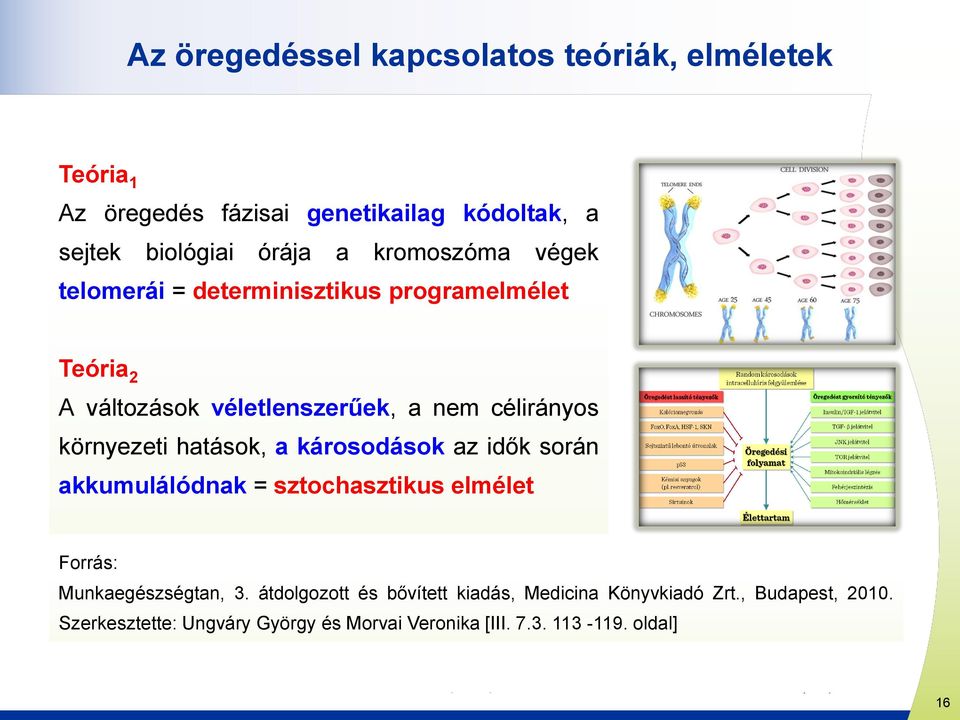 hatások, a károsodások az idők során akkumulálódnak = sztochasztikus elmélet Forrás: Munkaegészségtan, 3.