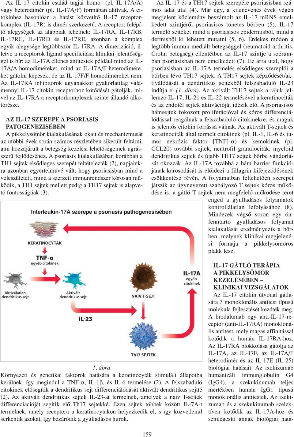 A dimerizáció, illetve a receptorok ligand specificitása klinikai jelentôséggel is bír: az IL-17A ellenes antitestek például mind az IL- 17A/A homodiméreket, mind az IL-17A/F heterodiméreket gátolni