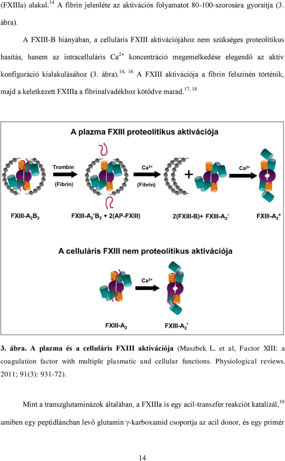 ábra). 14, 16 A FXIII aktivációja a fibrin felszínén történik, 17, 18 majd a keletkezett FXIIIa a fibrinalvadékhoz kötődve marad. 3. ábra. A plazma és a celluláris FXIII aktivációja (Muszbek L.