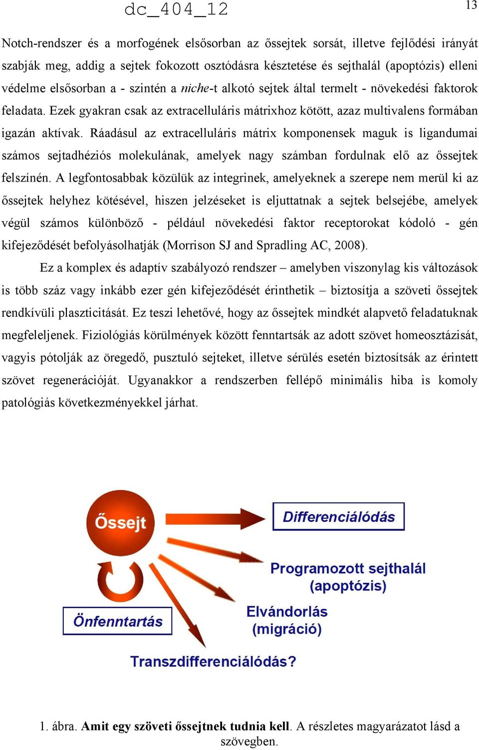 Ráadásul az extracelluláris mátrix komponensek maguk is ligandumai számos sejtadhéziós molekulának, amelyek nagy számban fordulnak elő az őssejtek felszínén.