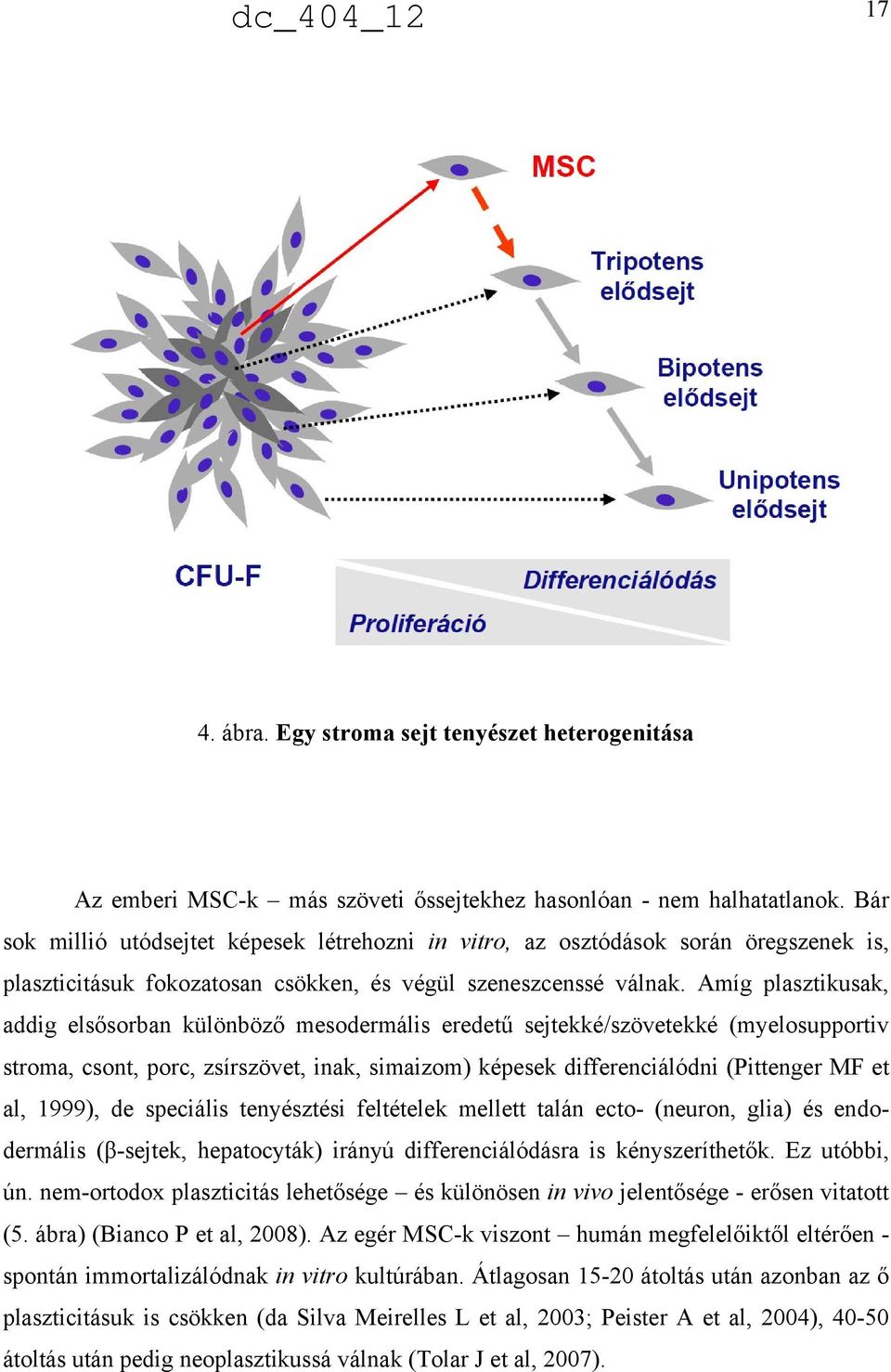 Amíg plasztikusak, addig elsősorban különböző mesodermális eredetű sejtekké/szövetekké (myelosupportiv stroma, csont, porc, zsírszövet, inak, simaizom) képesek differenciálódni (Pittenger MF et al,