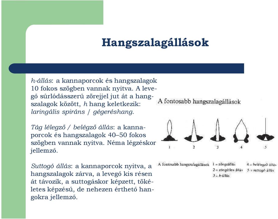 Tág lélegző / belégző állás: a kannaporcok és hangszalagok 40 50 fokos szögben vannak nyitva. Néma légzéskor jellemző.