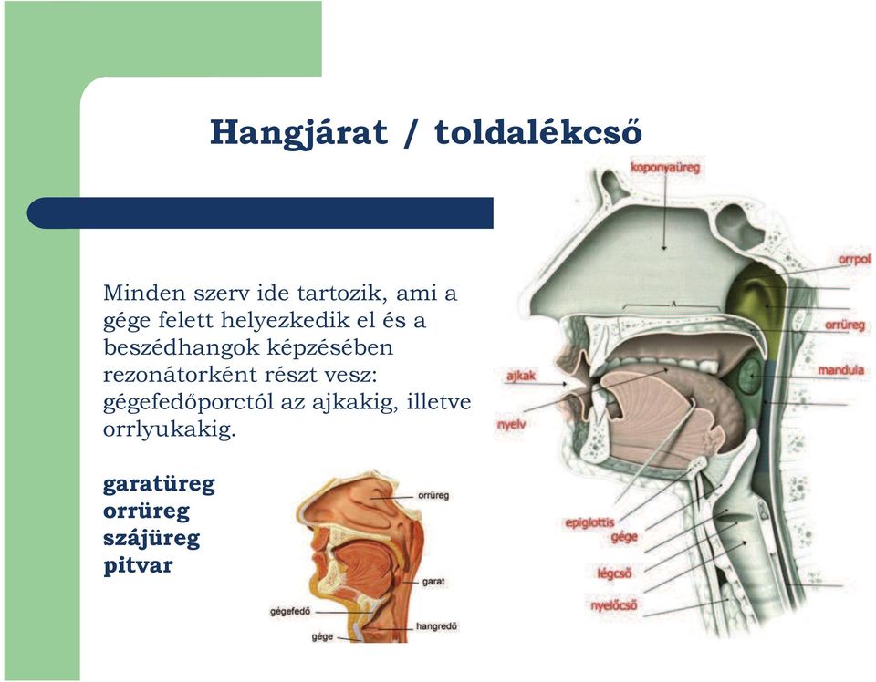 képzésében rezonátorként részt vesz: gégefedőporctól az