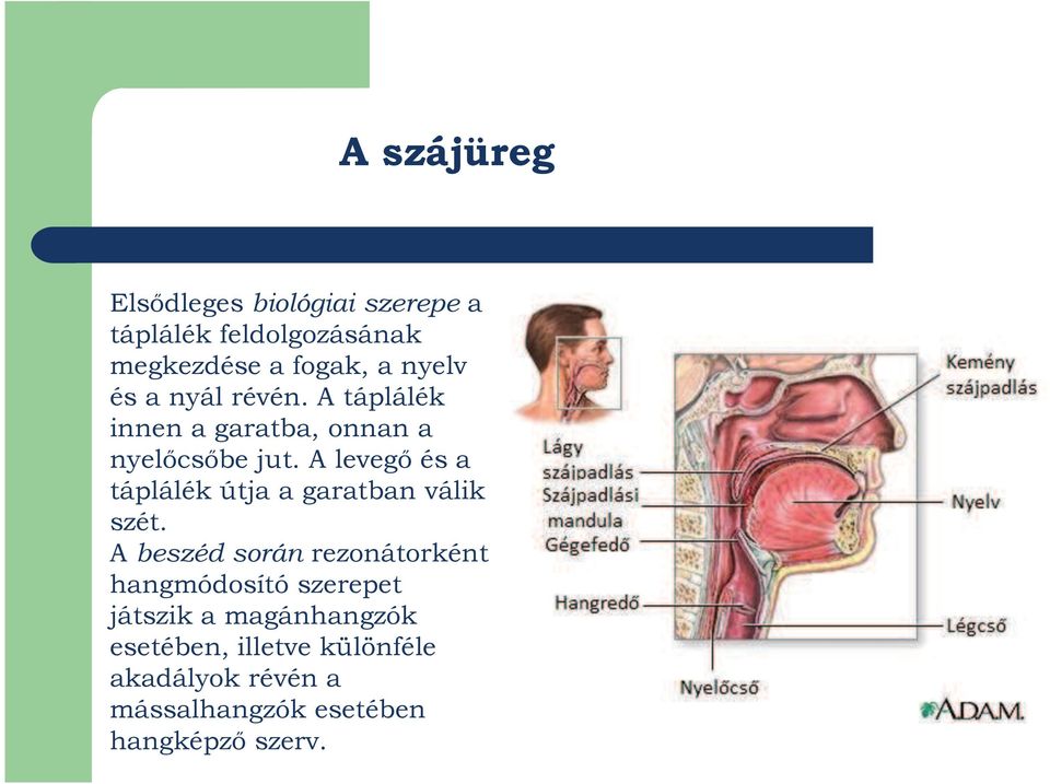 A levegő és a táplálék útja a garatban válik szét.